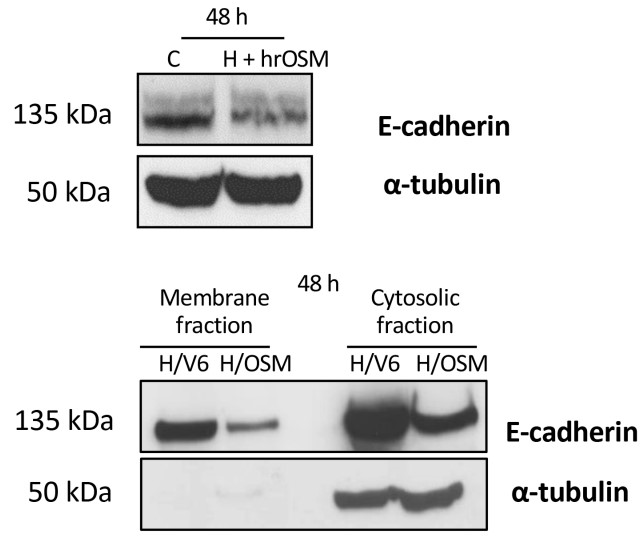 Western blotting with HepG2 cells exposed to hrOSM.jpg